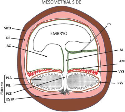 Birth and Neonatal Transition in the Guinea Pig: Experimental Approaches to Prevent Preterm Birth and Protect the Premature Fetus